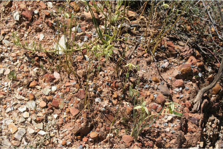 Albuca echinosperma -17032