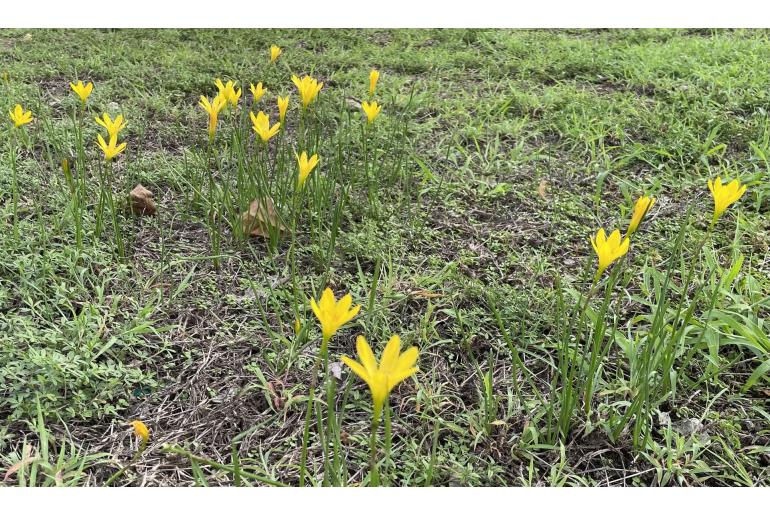 Zephyranthes citrina -17036