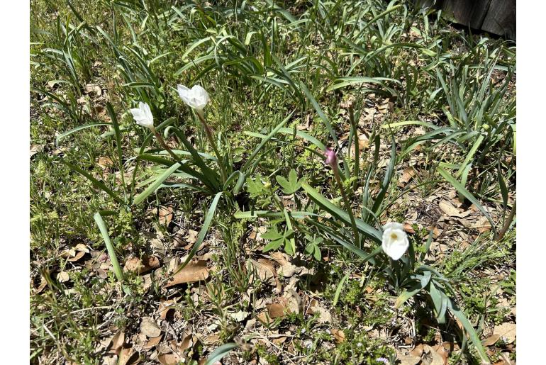 Zephyranthes drummondii -17038