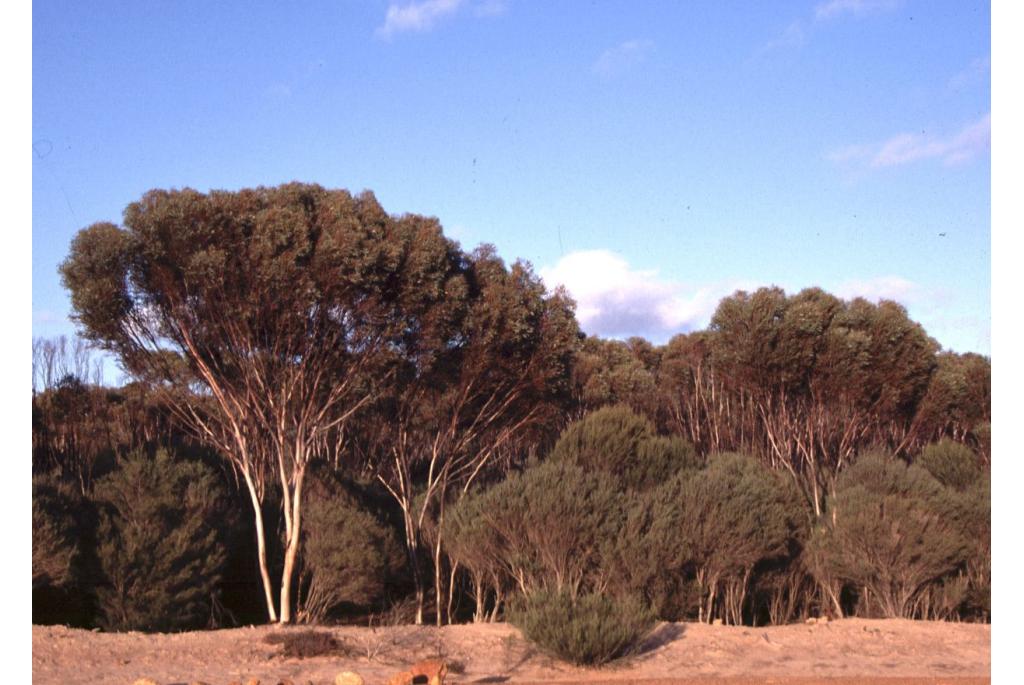 Hyden Eucalyptus