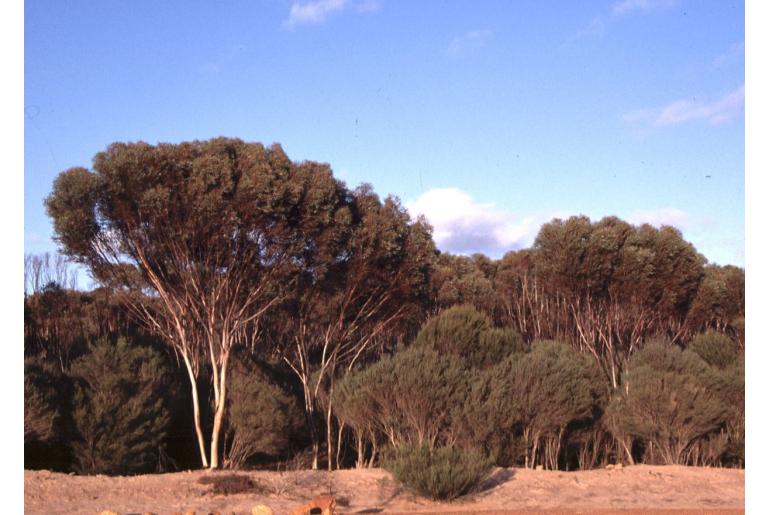 Eucalyptus alipes -17046