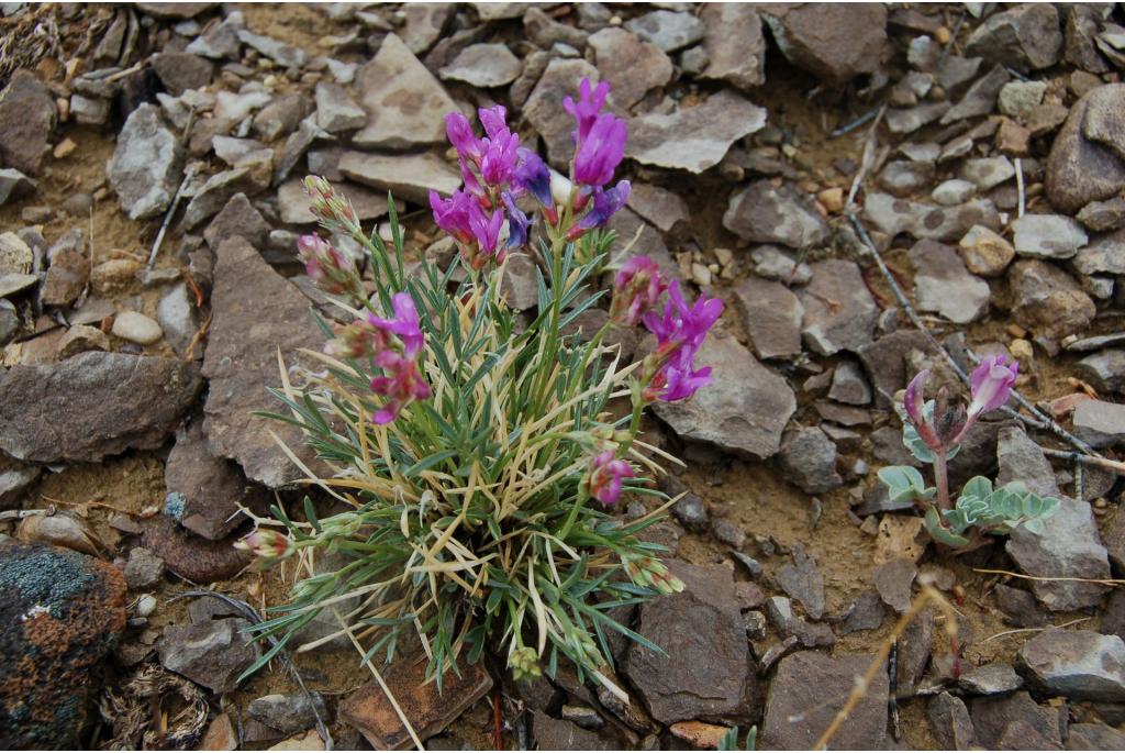 Puin astragalus