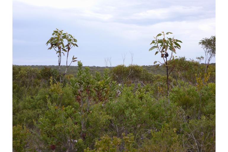 Eucalyptus brandiana -17053