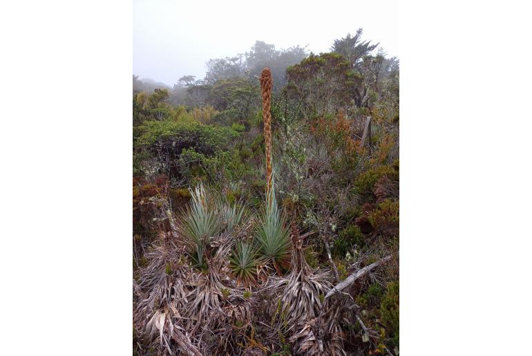 Puya dasylirioides -17059