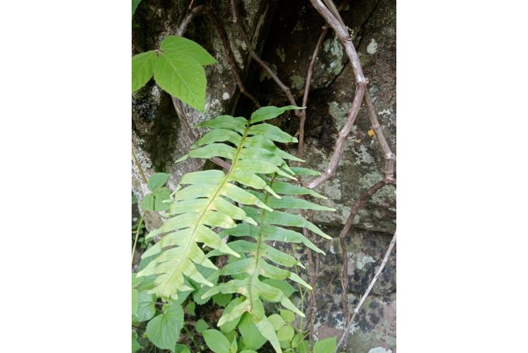 Polypodium colpodes -17095