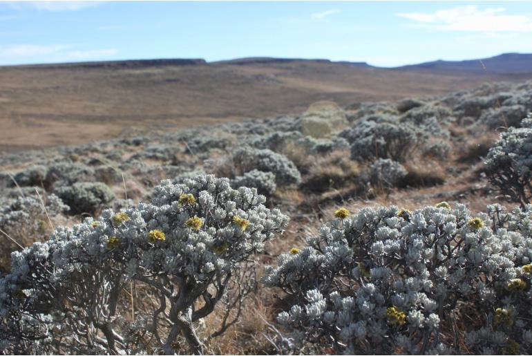 Helichrysum trilineatum -17110