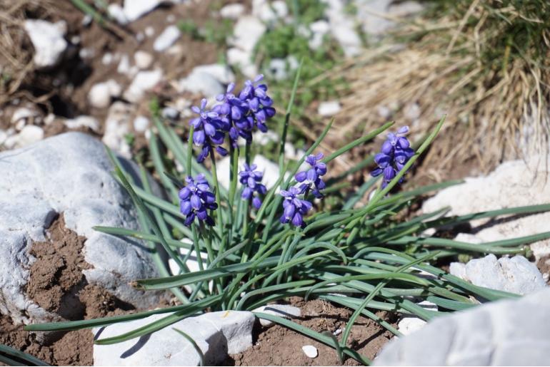 Muscari heldreichii -17117