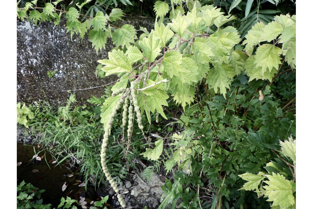 Platanus-gebladerd Boehmeria