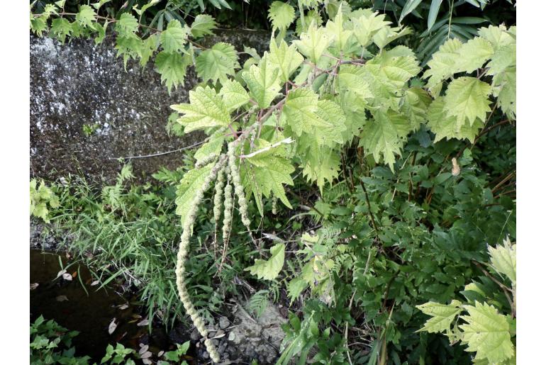 Boehmeria platanifolia -17124