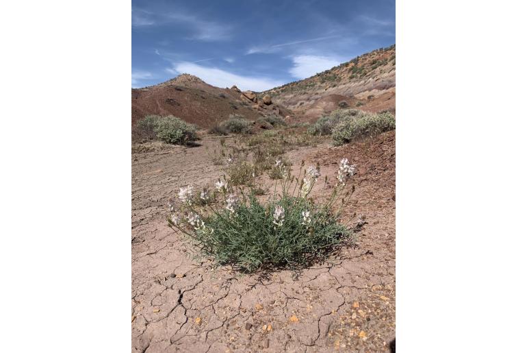 Astragalus flavus -17139