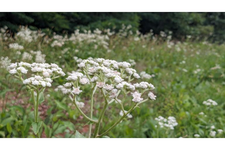 Parthenium integrifolium -17143