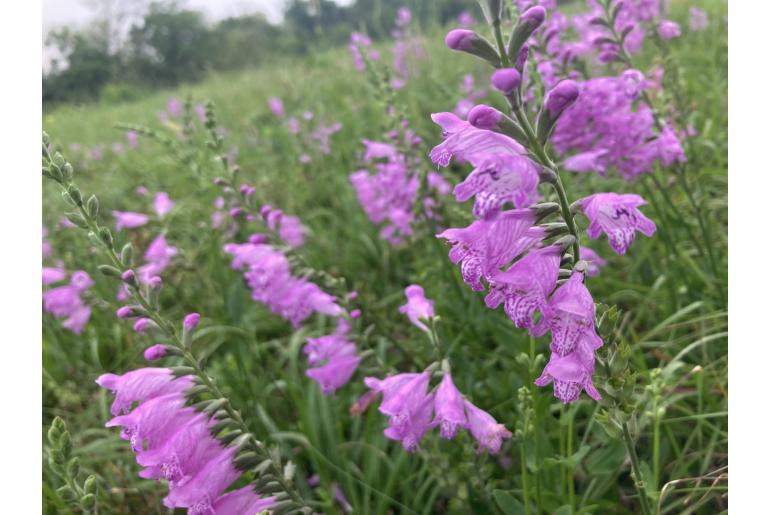 Physostegia virginiana -17169