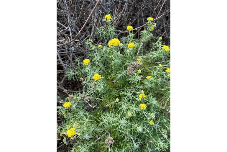 Eriophyllum staechadifolium -17174