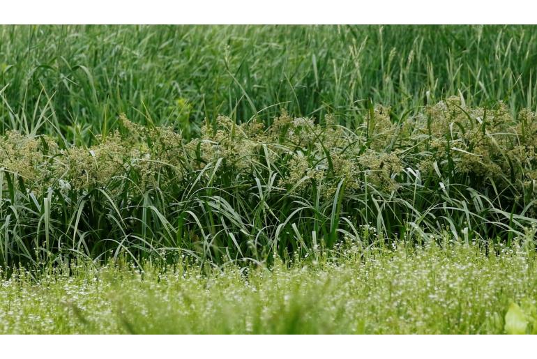 Scirpus microcarpus -17185