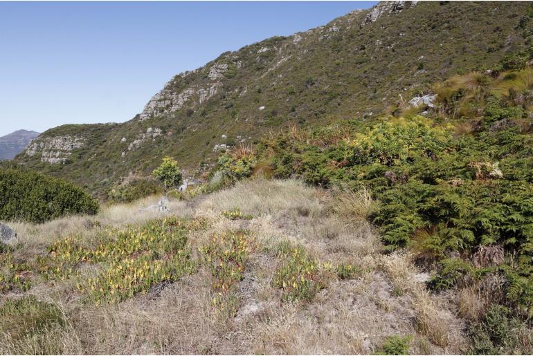 Carpobrotus edulis -17191