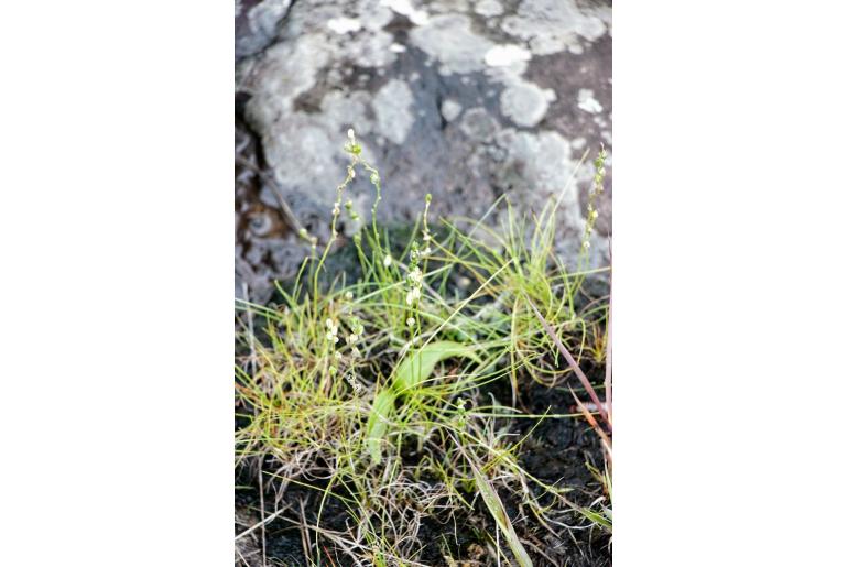 Ornithogalum juncifolium -17193