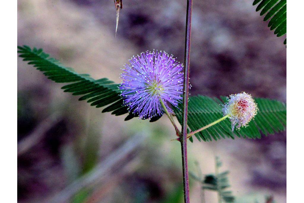 Spegazzin's mimosa