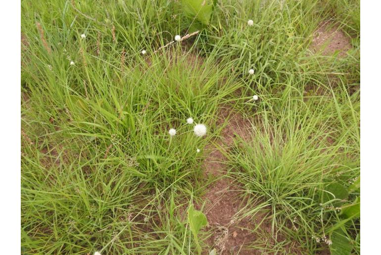 Cyperus alatus ssp albus -17203