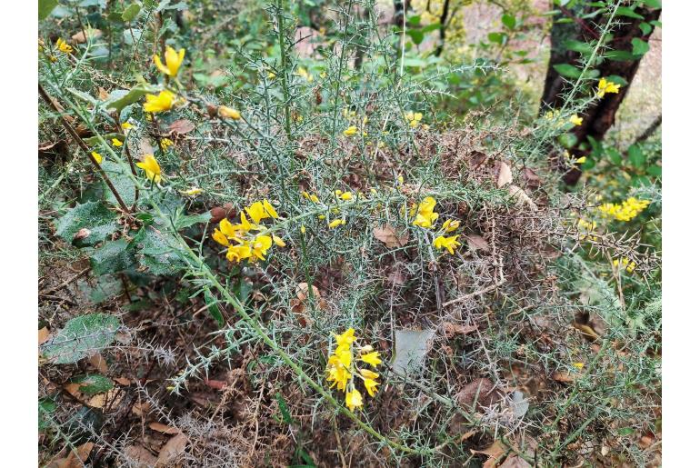 Ulex eriocladus -17205