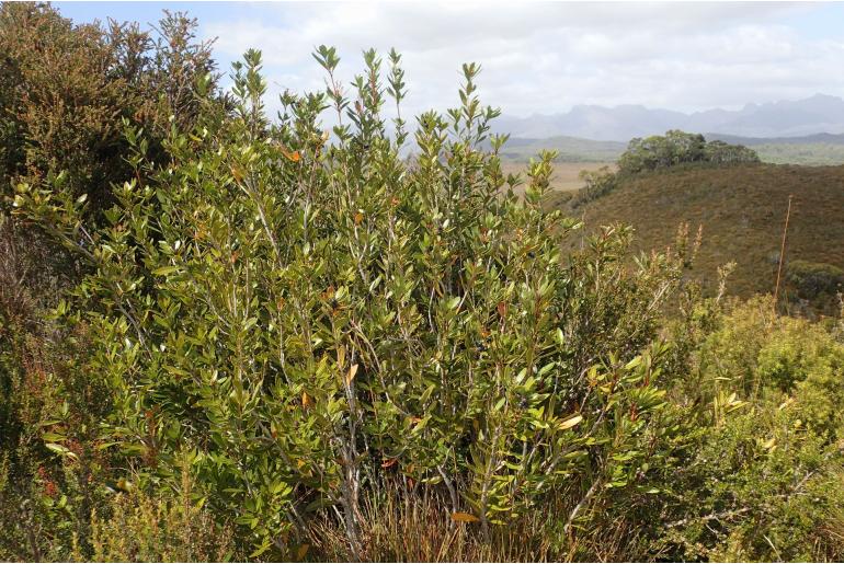 Cenarrhenes nitida -17219