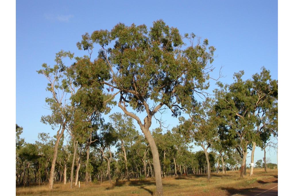 Clarkson's eucalyptus