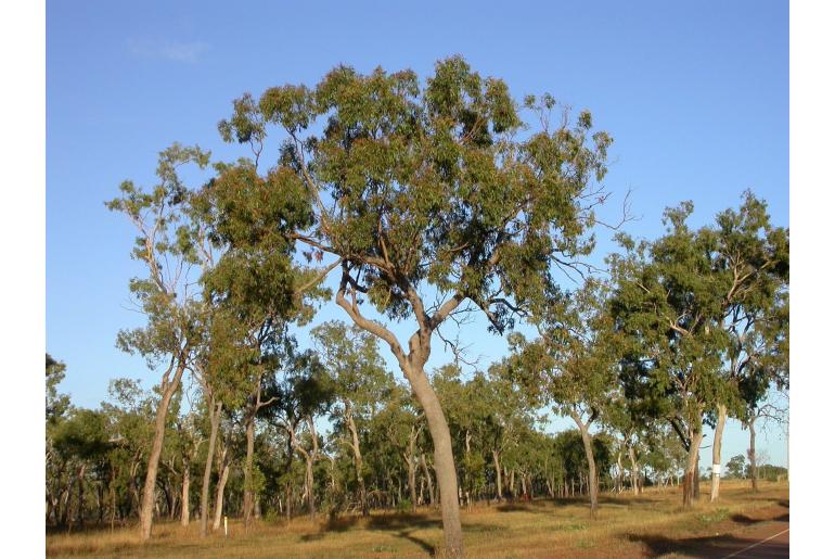 Corymbia clarksoniana -17220