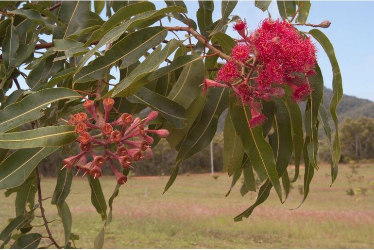 Corymbia ptychocarpa -17221