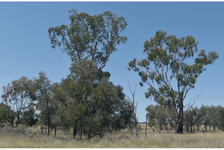 Eucalyptus cambageana -17226