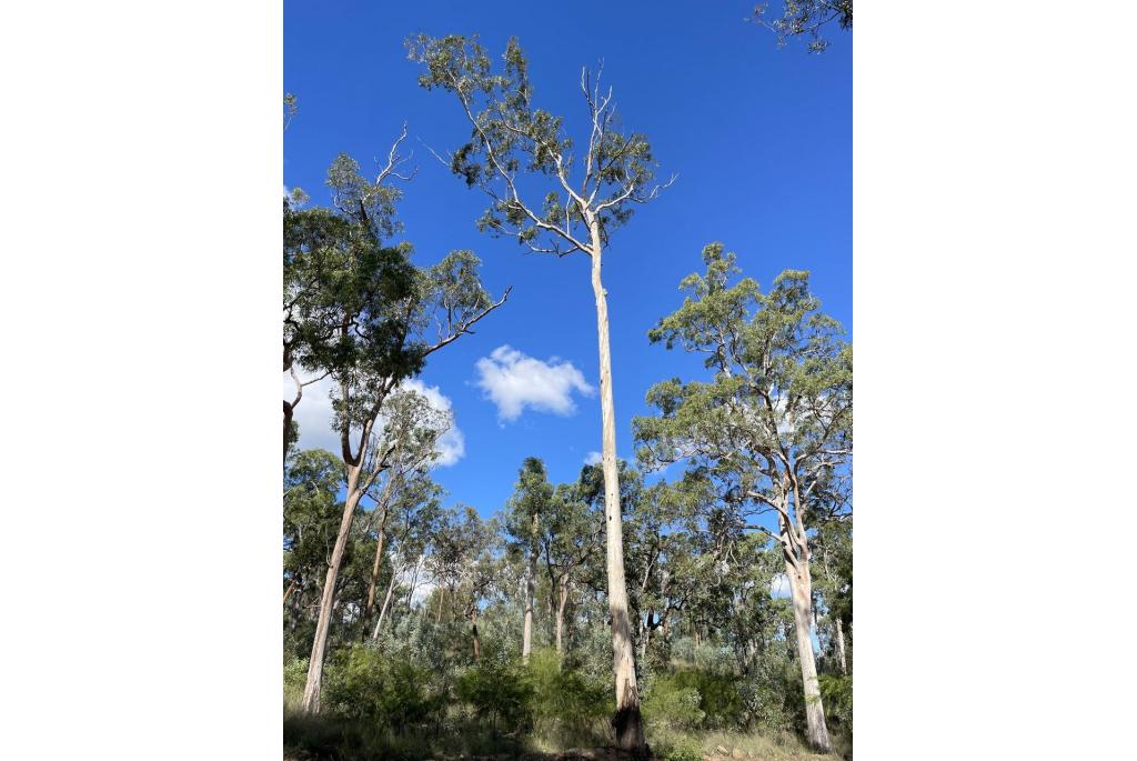 Langsnavelig operculum Eucalyptus