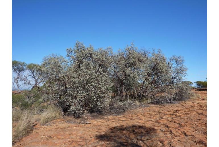 Eucalyptus orbifolia -17230