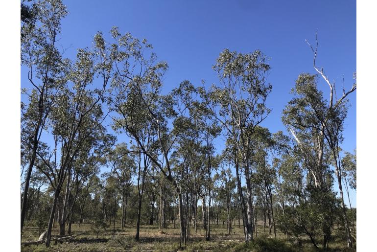 Eucalyptus populnea -17231