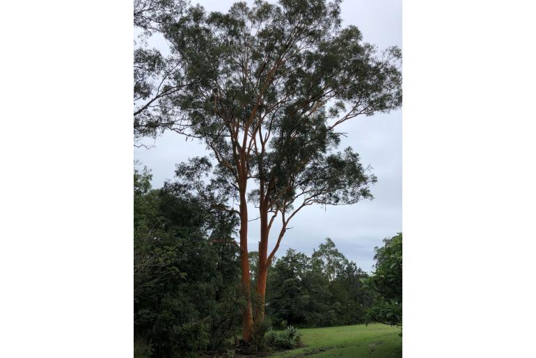 Eucalyptus propinqua -17232