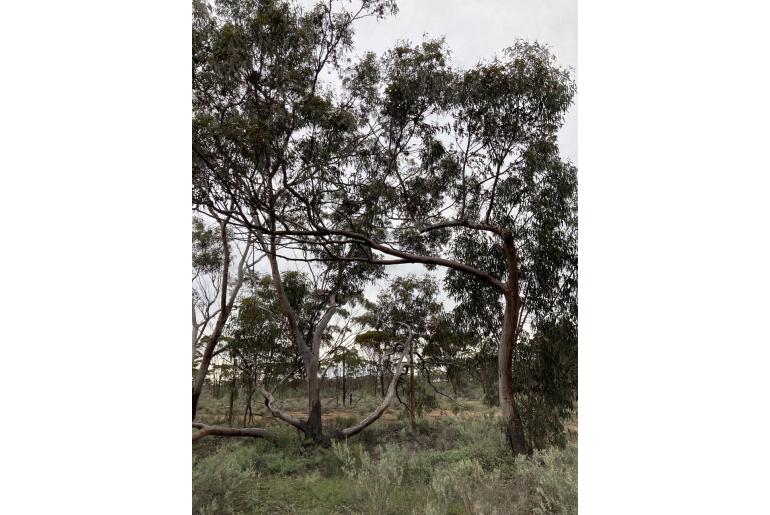 Eucalyptus stricklandii -17234