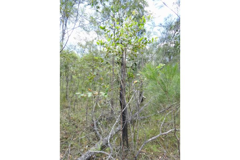 Eucalyptus tindaliae -17235