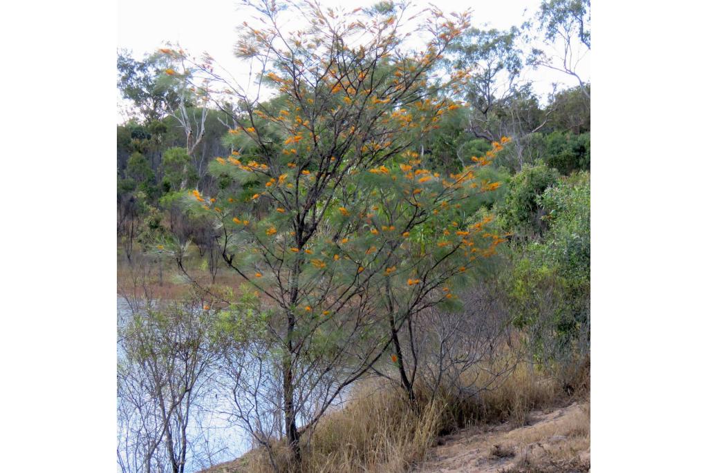 Pteridium-blad Grevillea