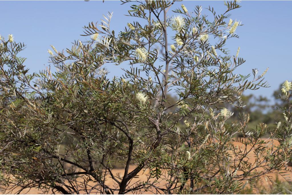 Sessiele-blad Grevillea