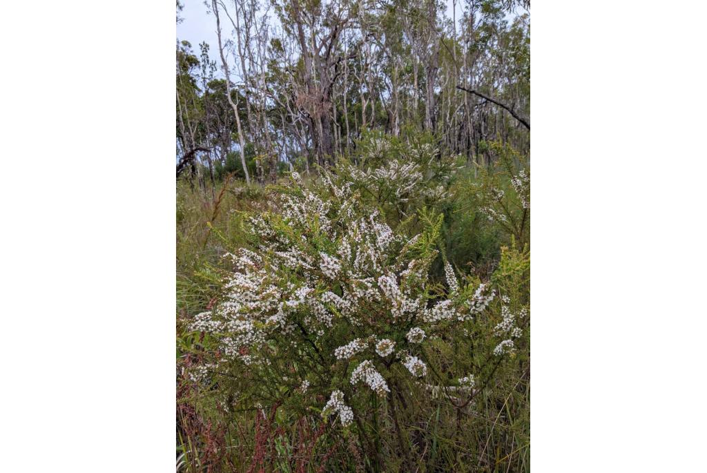 Liversidge's leptospermum