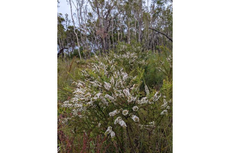 Leptospermum liversidgei -17242