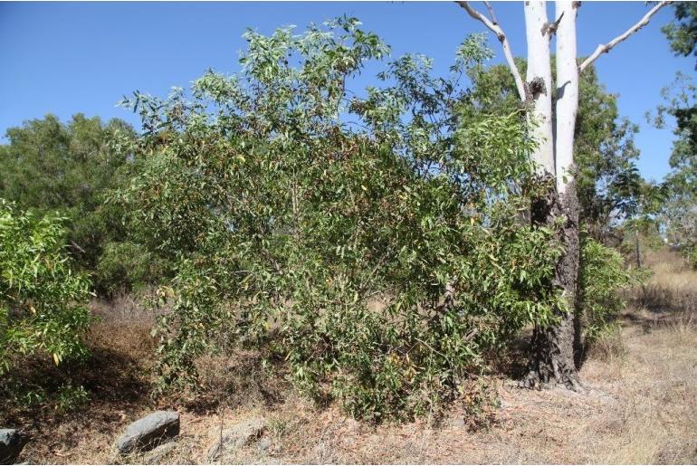 Acacia auriculiformis -17247