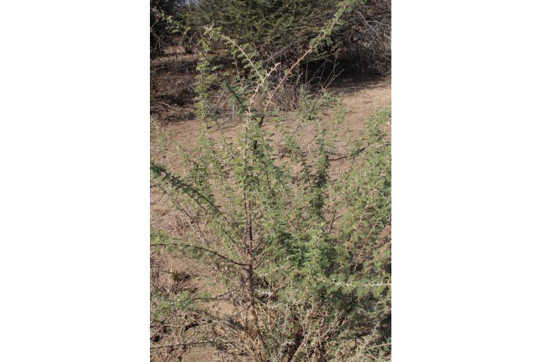 Vachellia luederitzii var luederitzii -17248