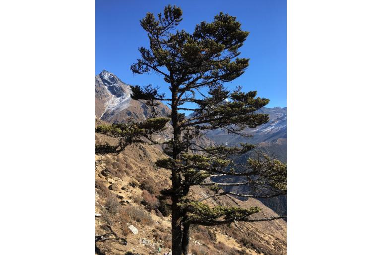 Abies spectabilis -17250