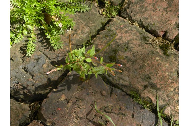 Epilobium denticulatum -17265