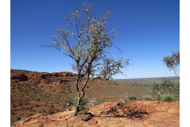 Eucalyptus gamophylla -17266