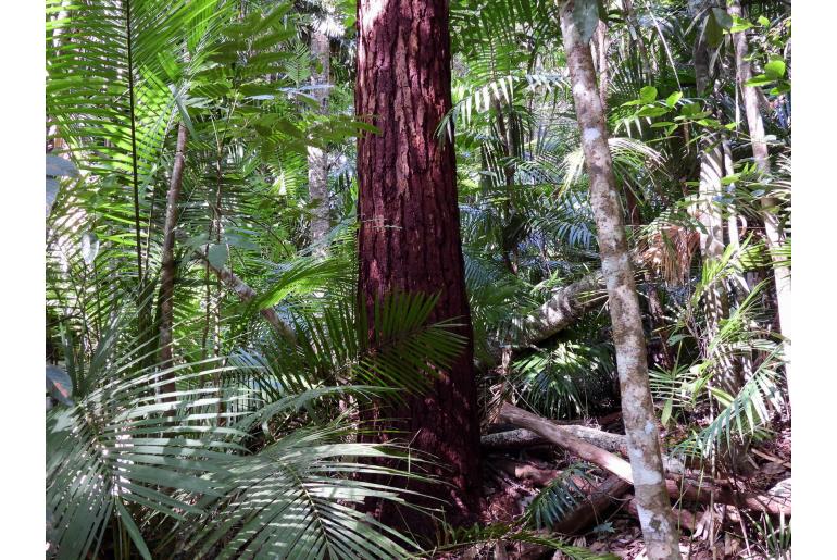 Eucalyptus pellita -17267