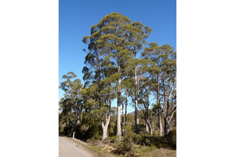 Eucalyptus rodwayi -17268