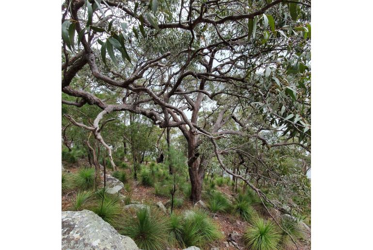 Eucalyptus umbra -17269