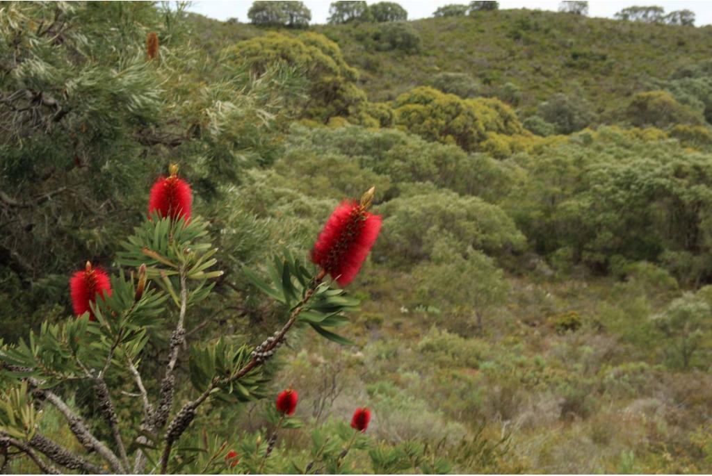 Poederachtige melaleuca