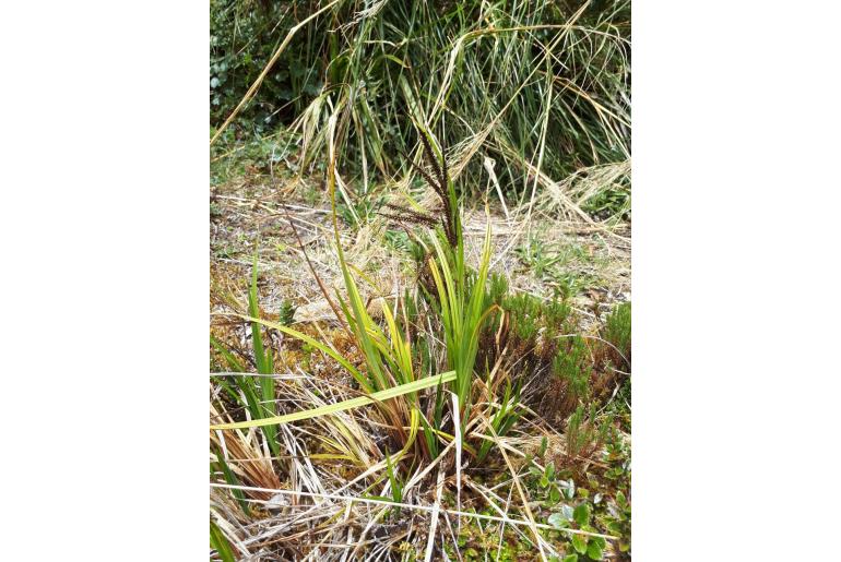 Carex donnell-smithii -17291