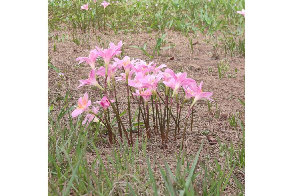 Roze Westenwindbloem