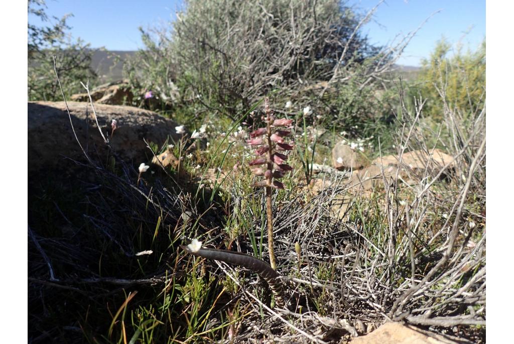 Auriol's Lachenalia